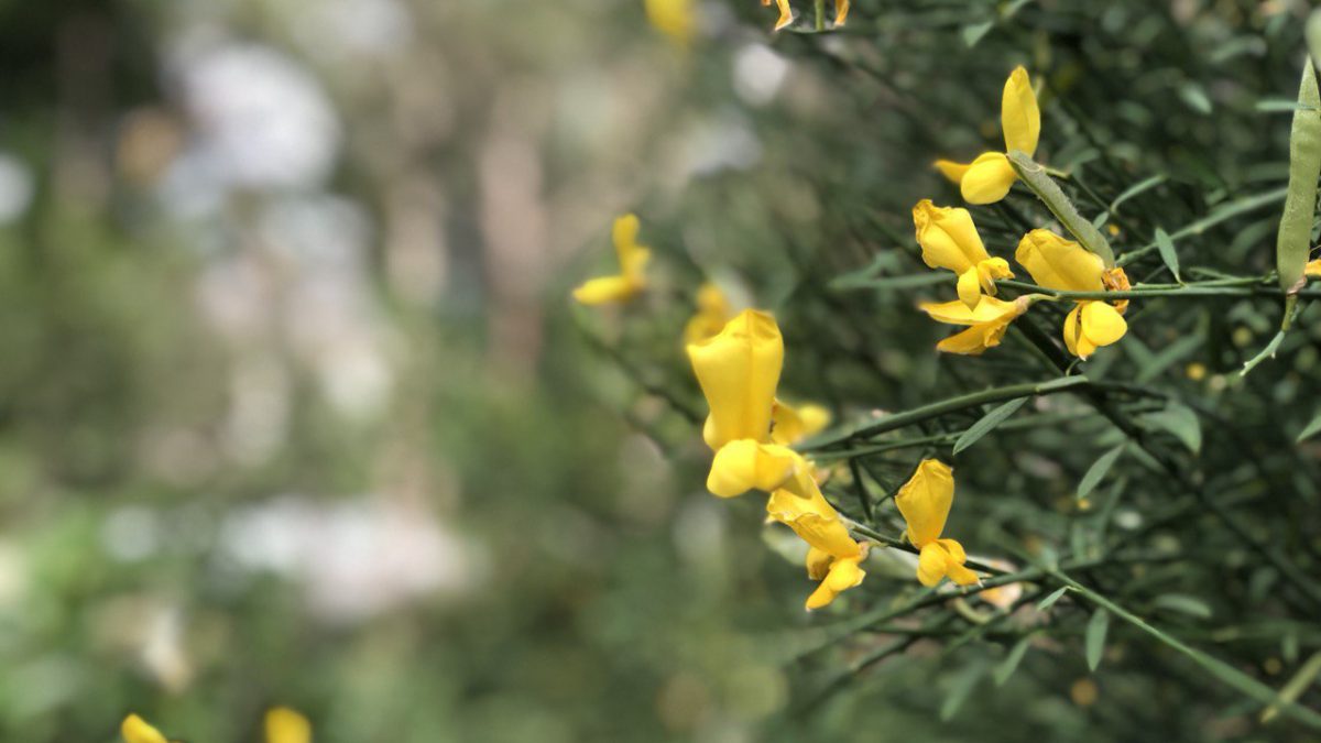«جان خانه آسمانم تو هستی»