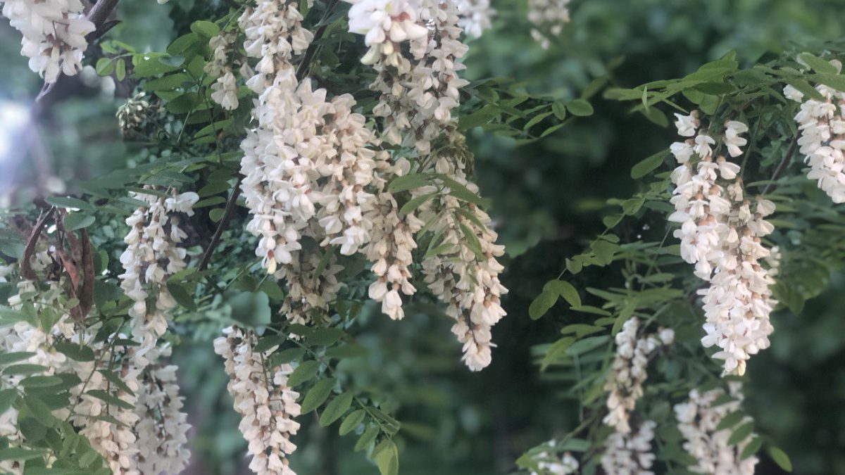 «چهره اندیشه»