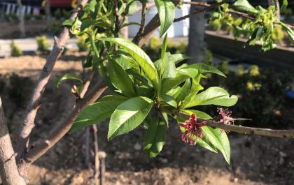 «قصه آبی عشق»