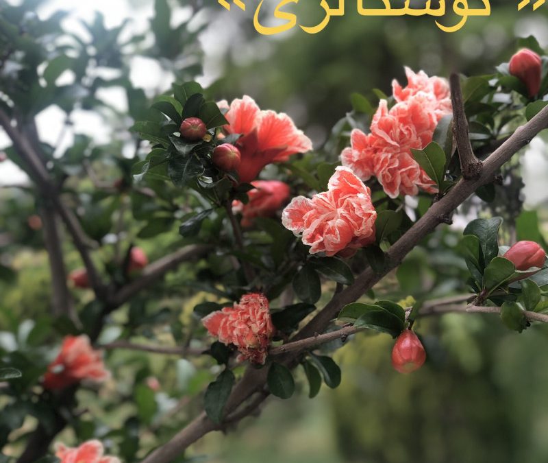 داستانک «نوستالژی»