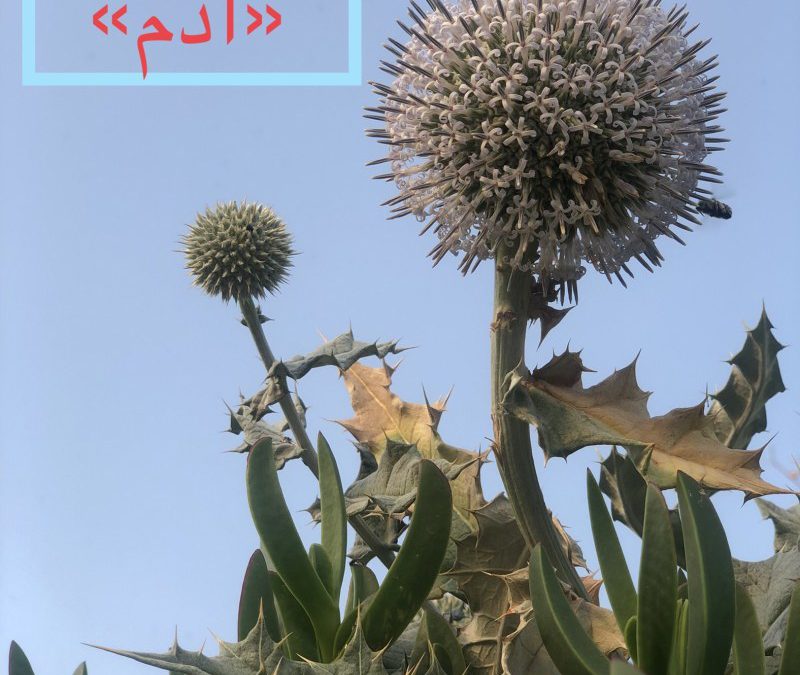 داستانک «آدم»