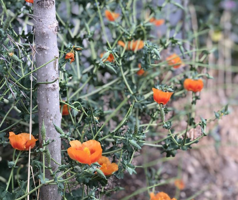 «کوته‌نگری»