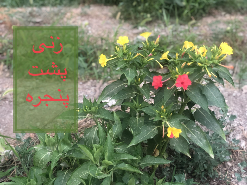 «زنی پشت پنجره»