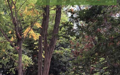 عکس داستانک ترس کهن سال